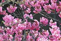 Cherry Blossom