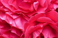 Red Roses