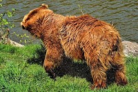 European Brown Bear