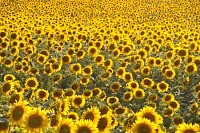 sun flower field