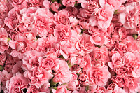 Lot of beautiful flowering pink flowers - a top vi