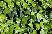 Syndey Australia, groundcover ivy leaves in sunshi