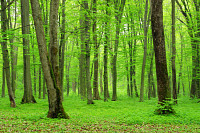 green forest background in a sunny day