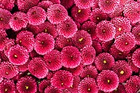 Pink Flower Petals