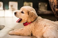 Super Cute Puppy