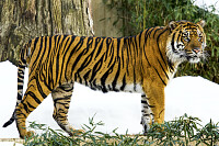 Sumatran Tiger