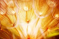 Soft dandelion flower
