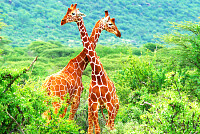 Two Jiraffes