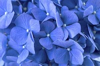 Blue Hydrangea Closeup