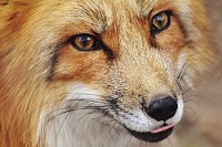 Red Fox Close Up