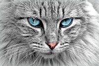 Maine Coon Cat Closeup