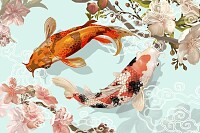 Two Japanese Koi fish