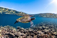 Sea Turtle