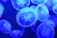 Blueish Jellyfish
