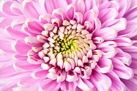 Pink chrysanthemum