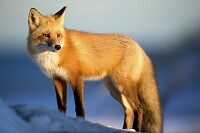 Wild Red Fox