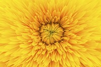 Yellow dahlia close up