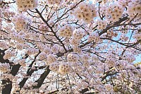 Japan sakura flower