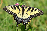 Butterfly Closeup