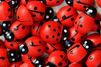 Miniature Red Ladybugs