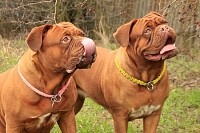 2 Brown American Bulldog