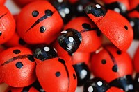 Ladybug Toys Closeup