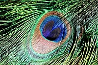 Peacock Feather Pattern