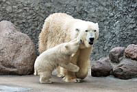 Polar Bear Cub and Mother