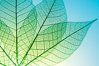 Green Leaves Meridians