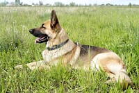 German Shepherd Resting in the Field
