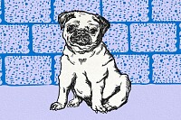 Vintage Pug Illustration