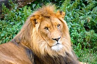 King of the Forest