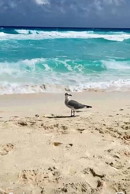 פאזל של EN CANCUN