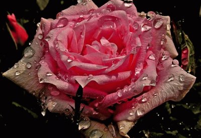 ROSA jigsaw puzzle