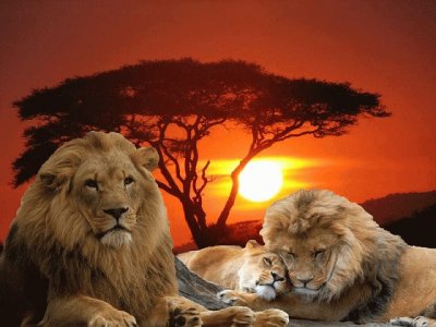 LEONES jigsaw puzzle