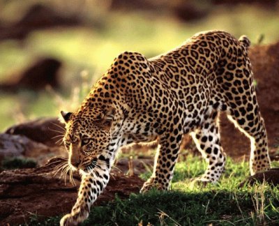 LEOPARDO