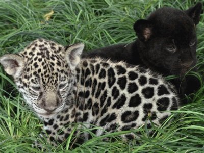 LEOPARDOS jigsaw puzzle