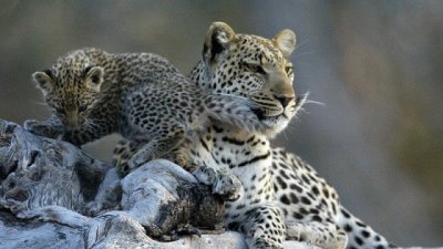 LEOPARDOS