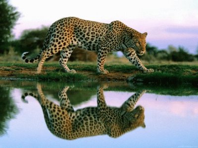 LEOPARDO jigsaw puzzle