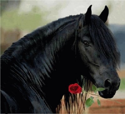 CABALLO jigsaw puzzle