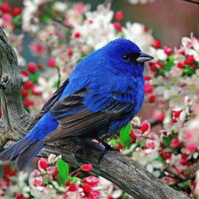 pajarillo azul