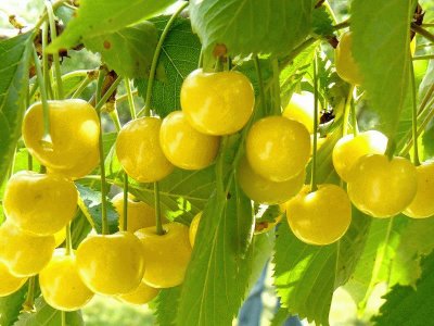 frutas amarillas