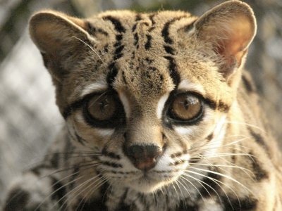 ocelote