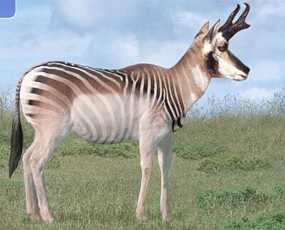 פאזל של Pronghorn Zebra