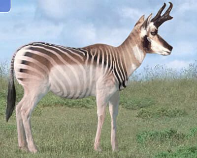 Pronghorn Zebra jigsaw puzzle