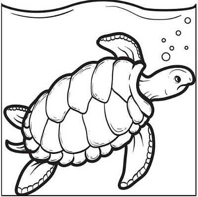 פאזל של tartaruga marinha