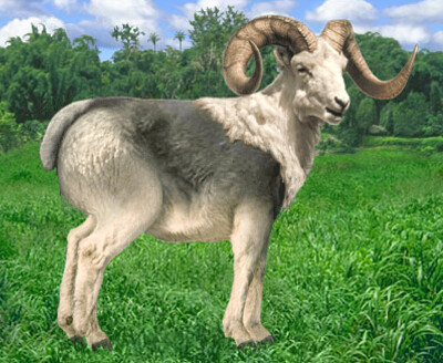 פאזל של Gorilla Dall Sheep