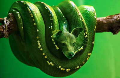 Snake Dog