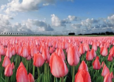 Tulipanes Rosas
