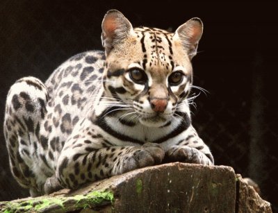 ocelote1